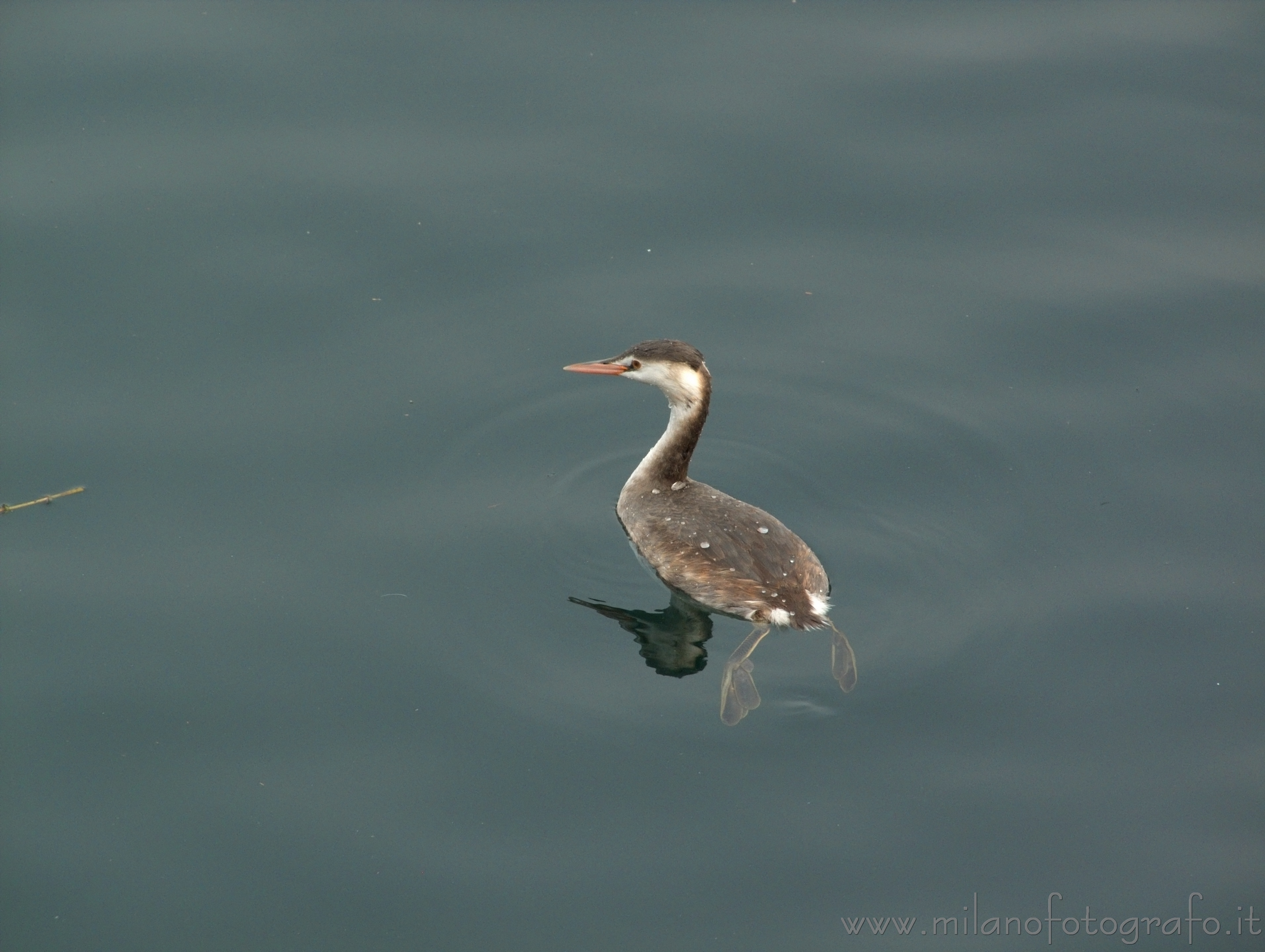 Belgirate (Novara, Italy) - Great crested grebe